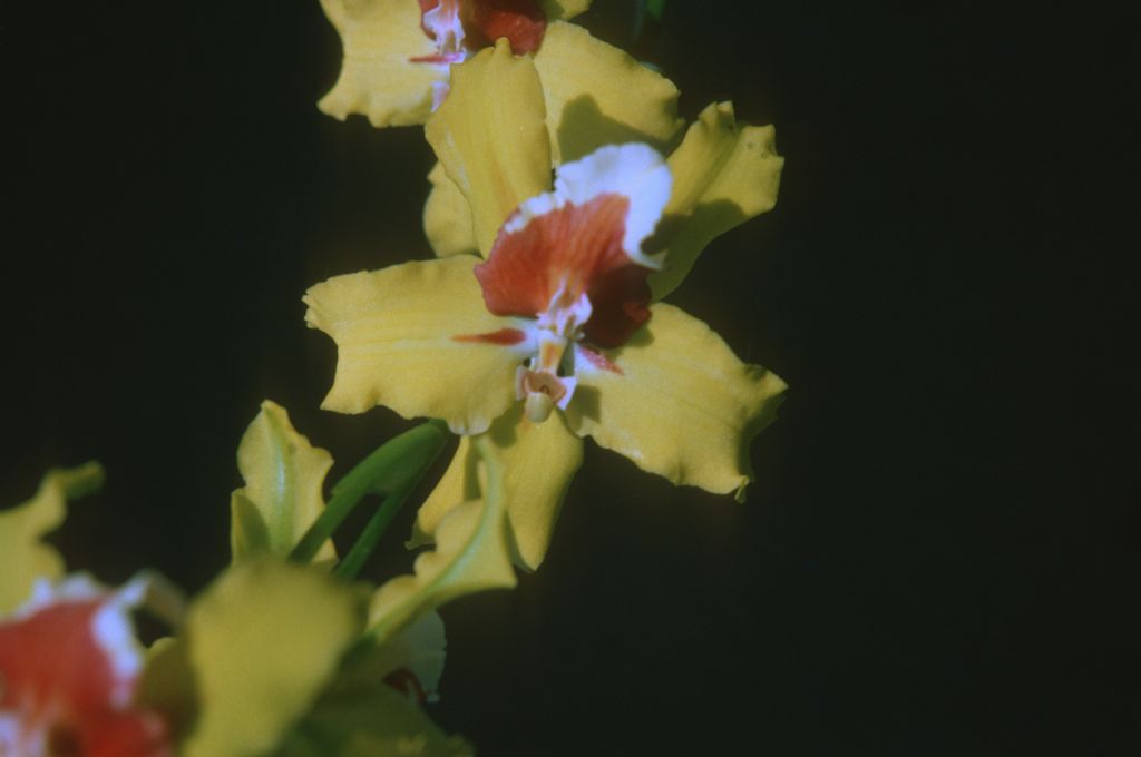 Miltonidium Yellow Monarch 'Goldmine', Program 1 slide 57, October 1975, roll 197510H6 slide 5