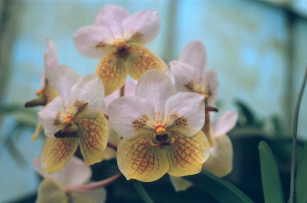 Vanda sanderiana, October 1962, roll 196210H slide 15