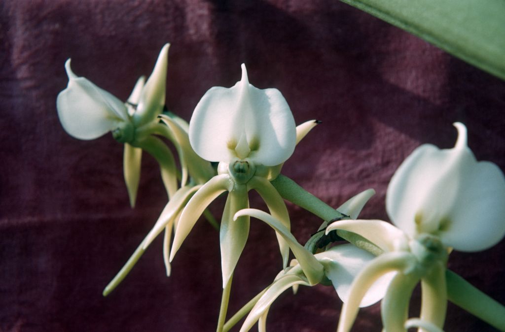Angraecum sp., February 1963, roll 196302H slide 28