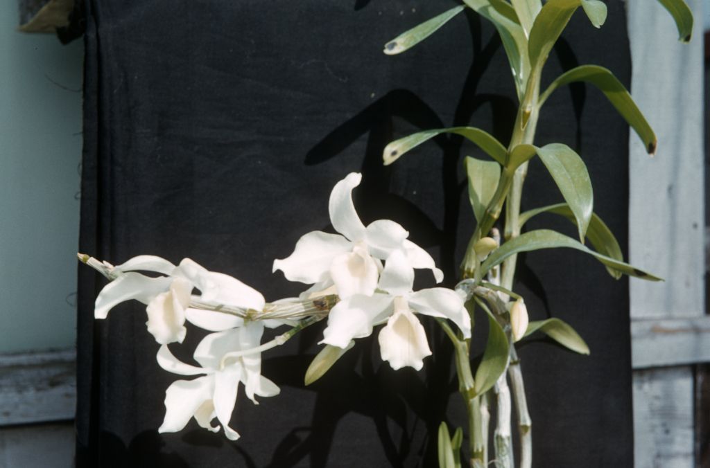 Dendrobium Visionary, February 1963, roll 196302H slide 35