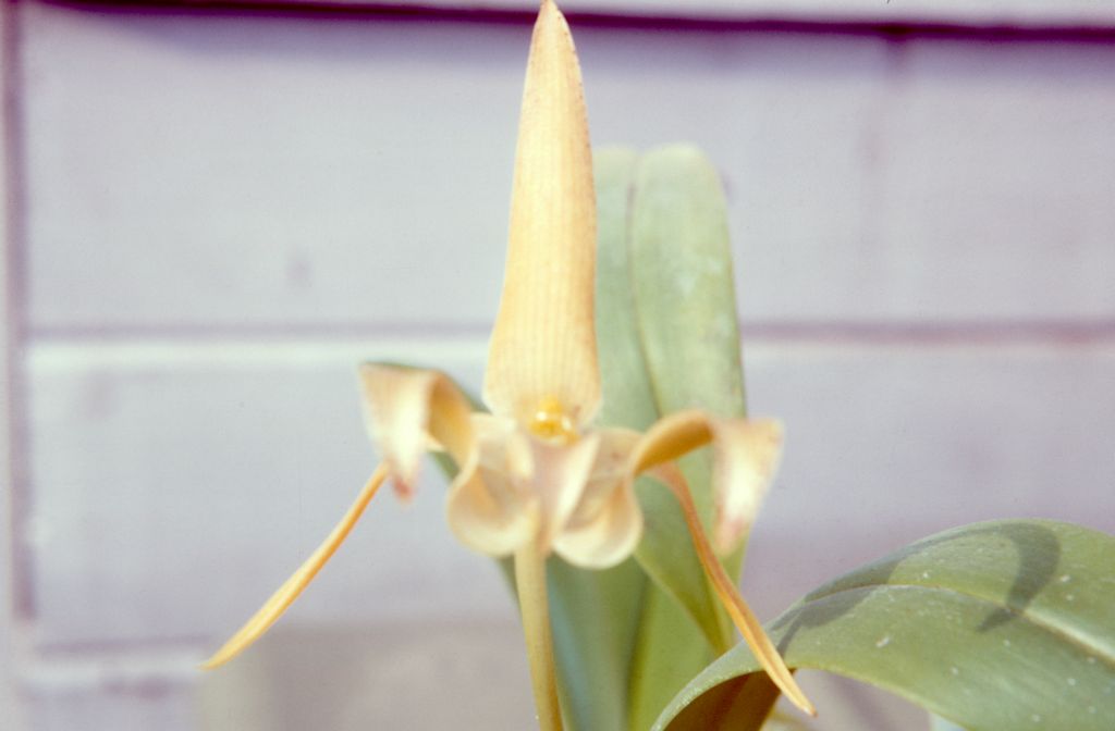 Bulbophyllum lobbii, June 1963, roll 196306H slide 18
