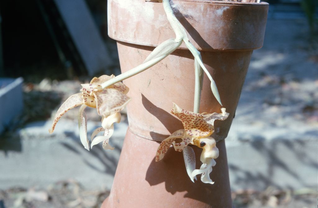 Stanhopea from Dr. Fowlie, August 1964, roll 196408H slide 6