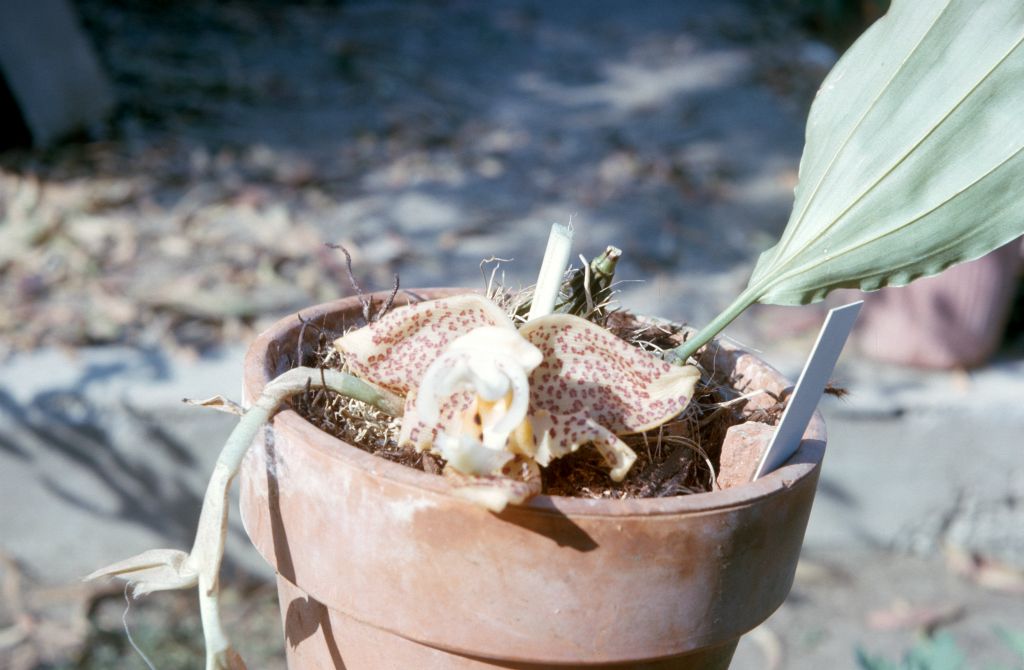 Stanhopea from Dr. Fowlie, August 1964, roll 196408H slide 7
