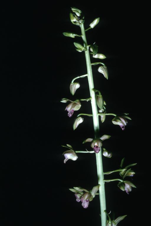 Eulophia alta, [collected from] SW slope, Johnson Mountain, Jamaica, September 1964, roll 196409H slide 3