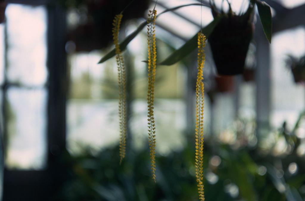 Platyclinis filiforme, September 1967, roll 196709H7 slide 7