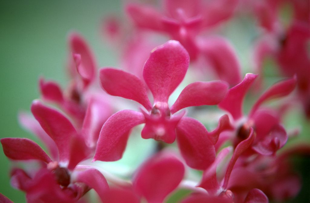 Rhynchostylis [gigantea] 'Leo', February 1970, roll 197002H5red slide 1