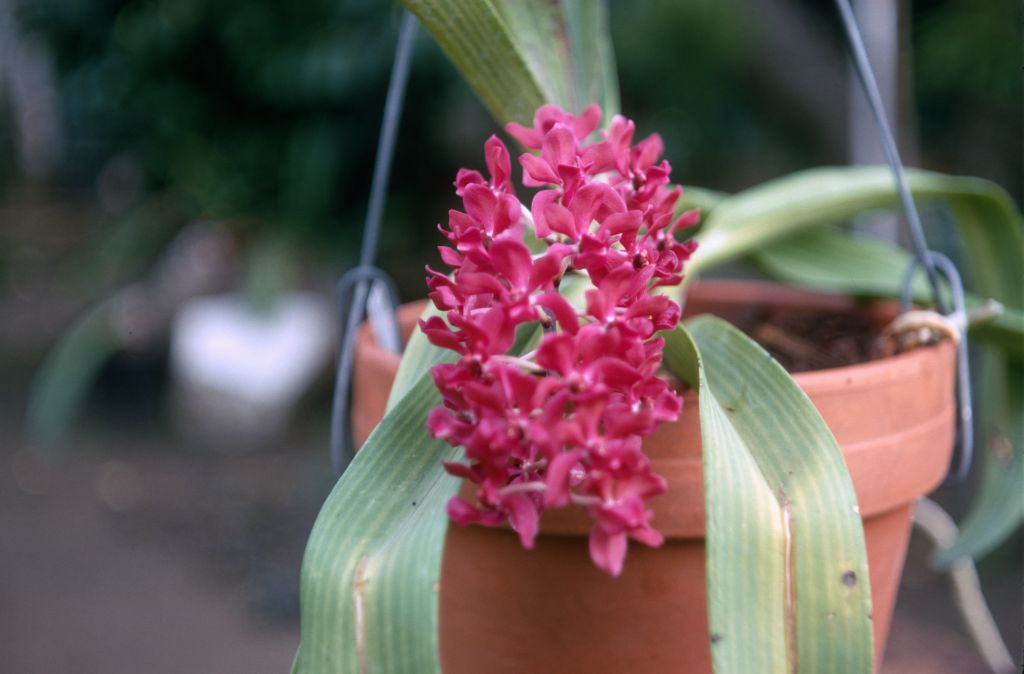 Rhynchostylis [gigantea] 'Leo', February 1970, roll 197002H5red slide 2