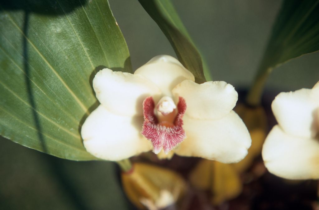 Bifrenaria harrisoniae, May 1971, roll 197105H7 slide 16