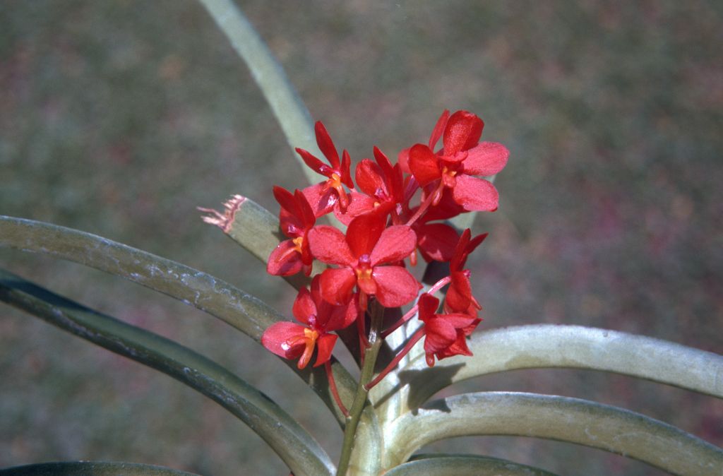 Ascocentrum curvifolium, August 1971, roll 197108H3 slide 11