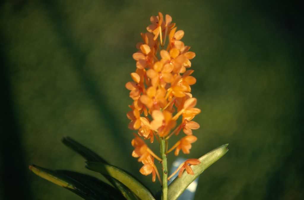 Ascocentrum miniatum, September 1971, roll 197109H3 slide 11