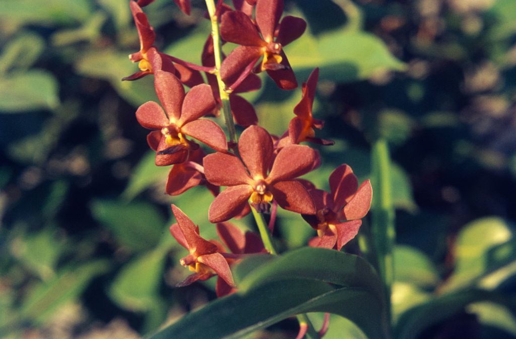 Vandaceous orchid (Ascocenda?), unidentified, see Box 25 slide 5, May 1972, roll 197205 slide 16