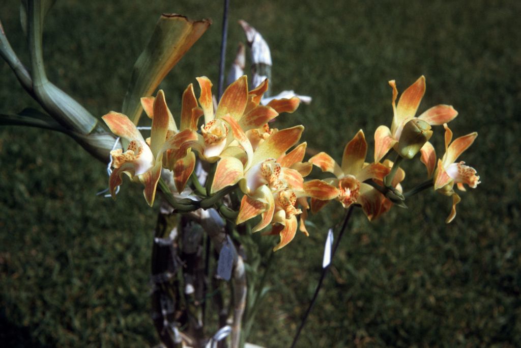 Chysis tricostata, June 1972, roll 197206H3 slide 4
