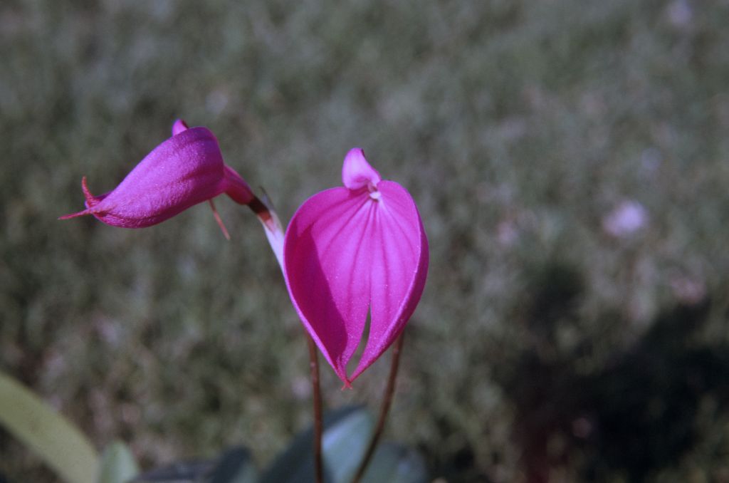 Masdevallia coccinea, June 1973, roll 197306H12 slide 9