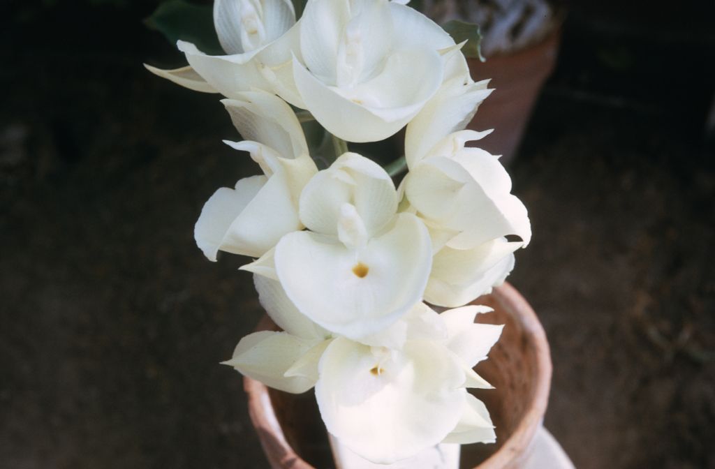 Catasetum pileatum, December 1973, roll 197312H7 slide 3