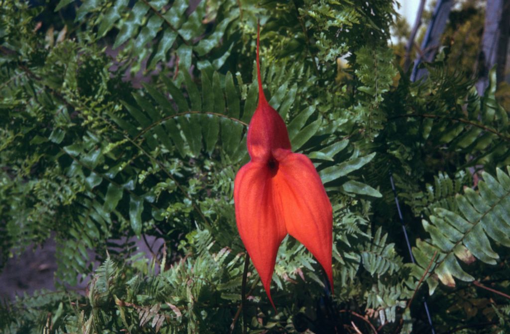 Masdevallia veitchiana 'Prince de Galle' (or Prince de Galle-Weißkirchen'), May 1974, roll 197405H7 slide 12