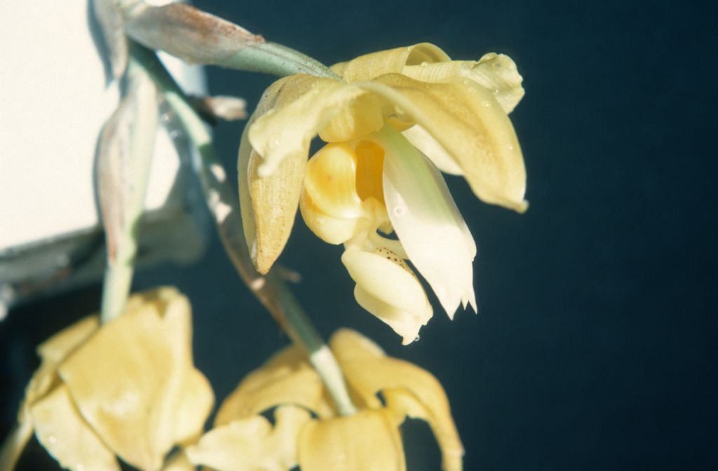 Stanhopea (from?) Dr. Hansen, November 1975, roll 197511H7 slide 5