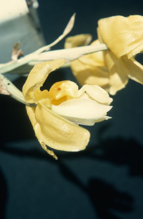 Stanhopea (from?) Dr. Hansen, November 1975, roll 197511H7 slide 6