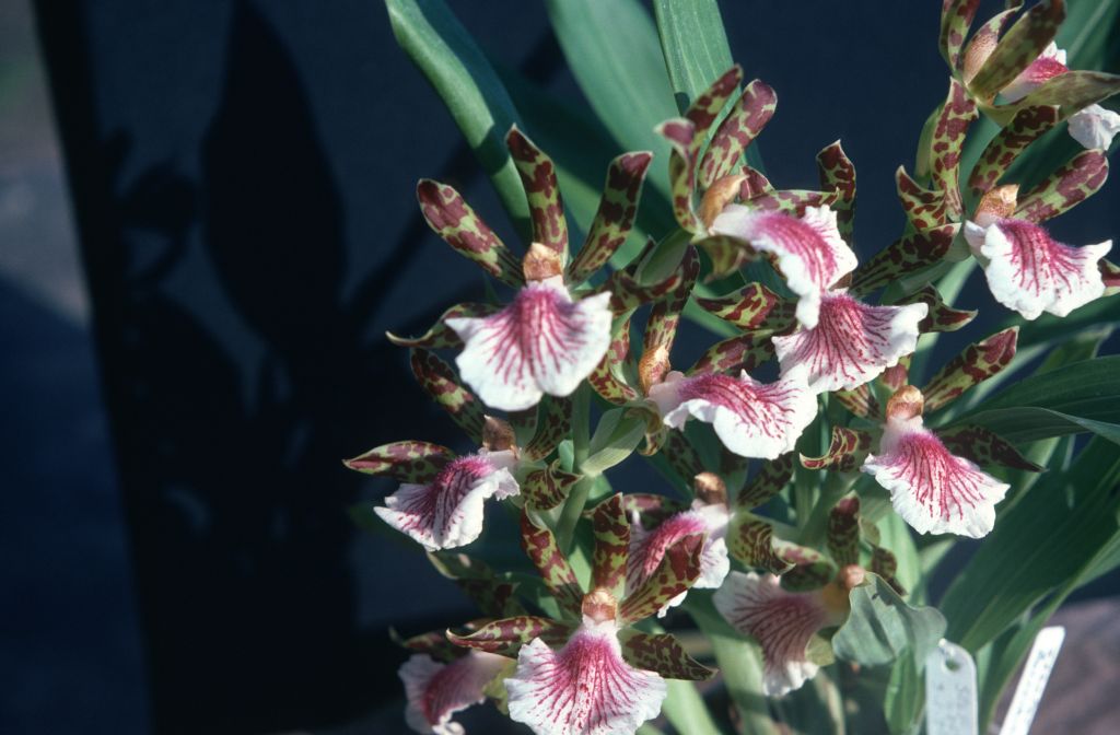 Zygopetalum bolivianum, March 1976, roll 197603H9 slide 16