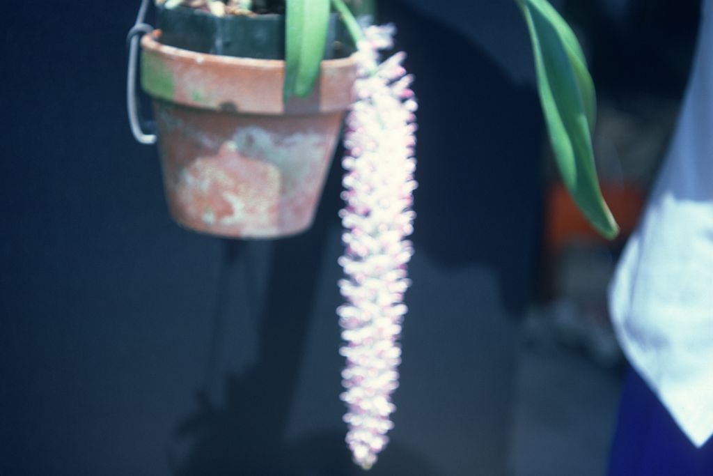 Rhynchostylis sp., May 1976, roll 197605H9 slide 19