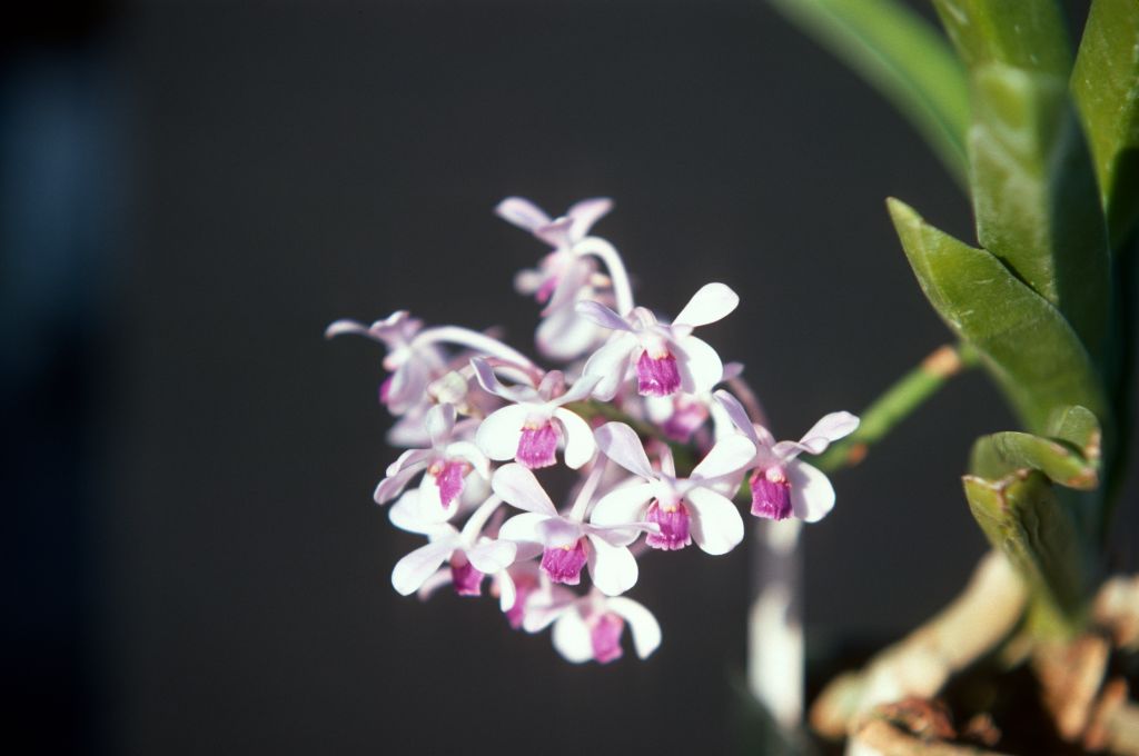 Vanda coerulescens, May 1977, roll 197705H2red slide 7