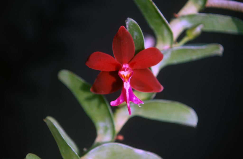Trichoglottis philippinensis brachiata, October 1977, roll 197710H6 slide 13