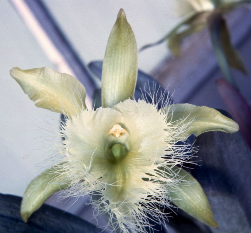 Brassavola digbyana, Program 4 slide 12, August 1963, roll 196308H slide 3