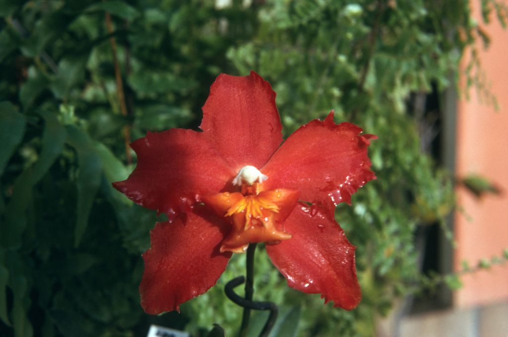 Odondioda Scarlet Peaks 'Red Sunset', August 1974, roll 197408H11 slide 11