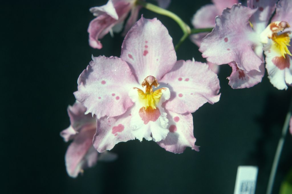 Odontioda Memoria Ernesto Alvarez 'Pink Debutante' HCC, April 1975, roll 197504H12 slide 15