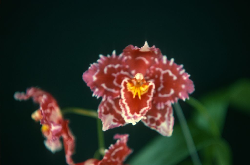 Odontioda Memoria Ernesto Alvarez 'Red Glow', April 1975, roll 197504H7 slide 5