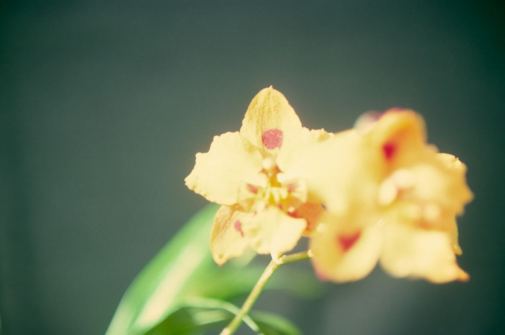Odontioda Guinea Gold (now Oncidium Guinea Gold (1966)), April 1975, roll 197504H7 slide 6
