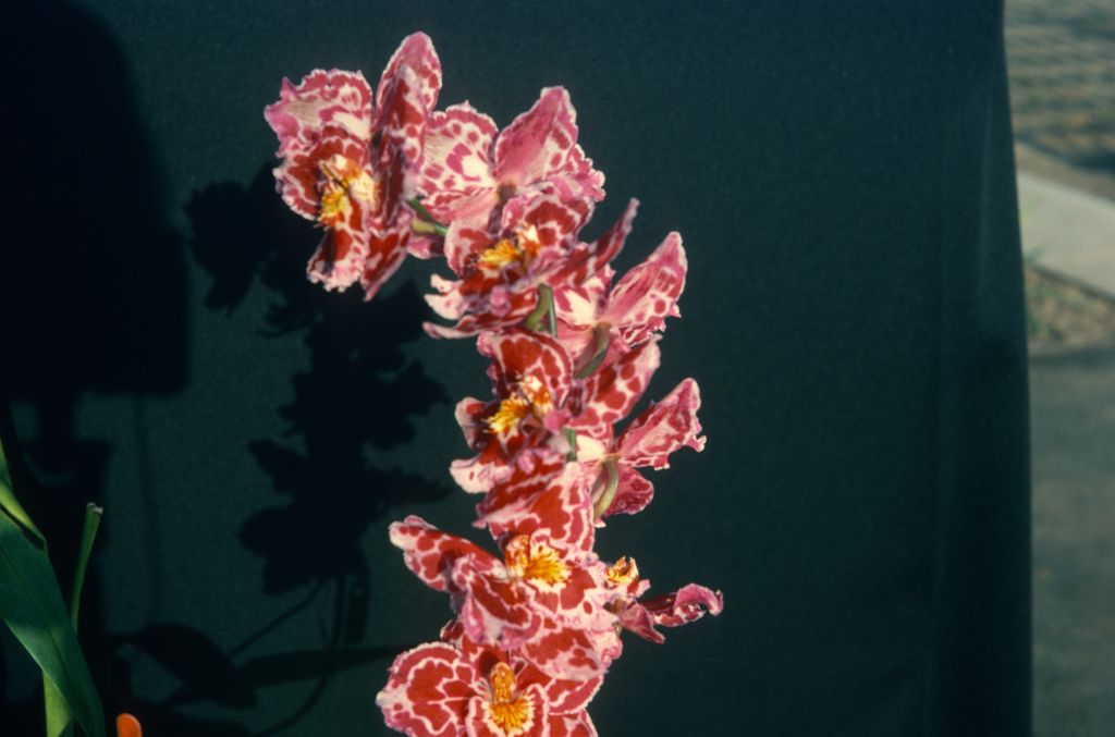Odontioda Phoenix 'Red Marble' AM/AOS, June 1975, roll 197506H7 slide 10