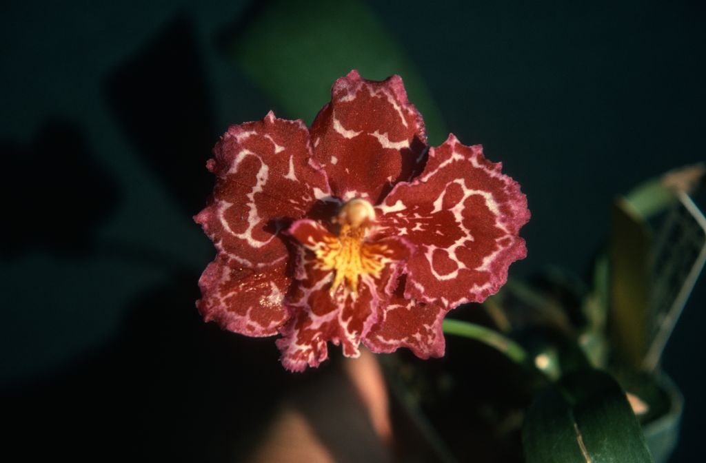 Odontioda San Elijo Gem 'Splendiferous', November 1975, roll 197511H7 slide 11