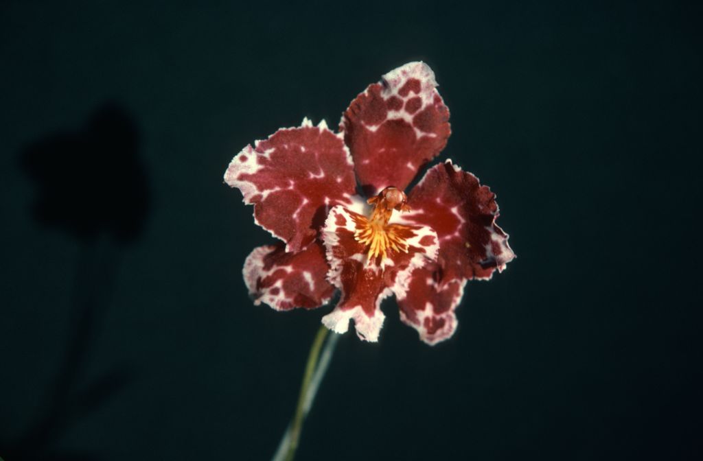 Odontioda Rixro 'Rix', November 1975, roll 197511H7 slide 12