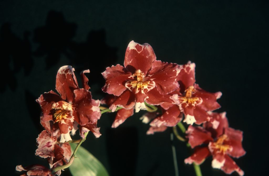 Odontioda Helen Brough 'Scarlet', November 1975, roll 197511H7 slide 16