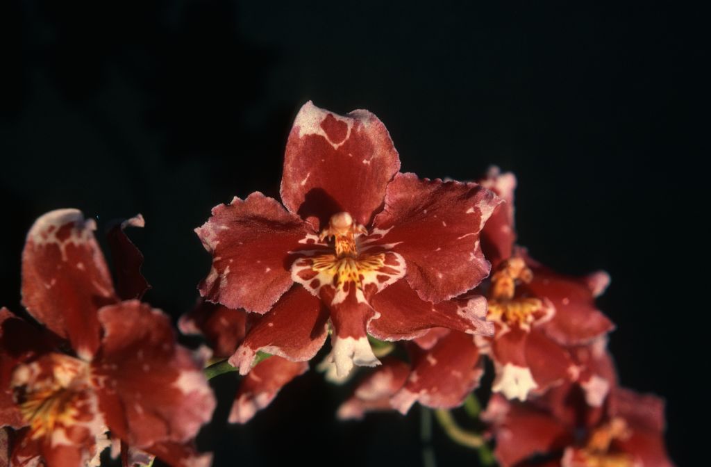 Odontioda Helen Brough 'Scarlet', November 1975, roll 197511H7 slide 17