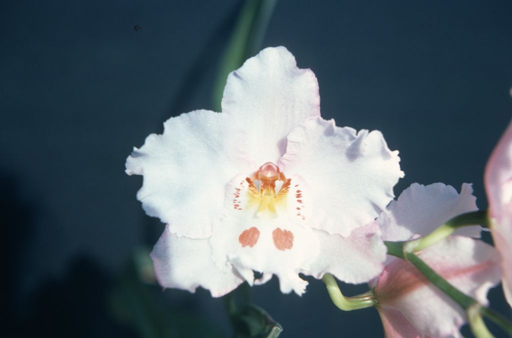 Odontioda Florispum, May 1976, roll 1997605H4 slide 10