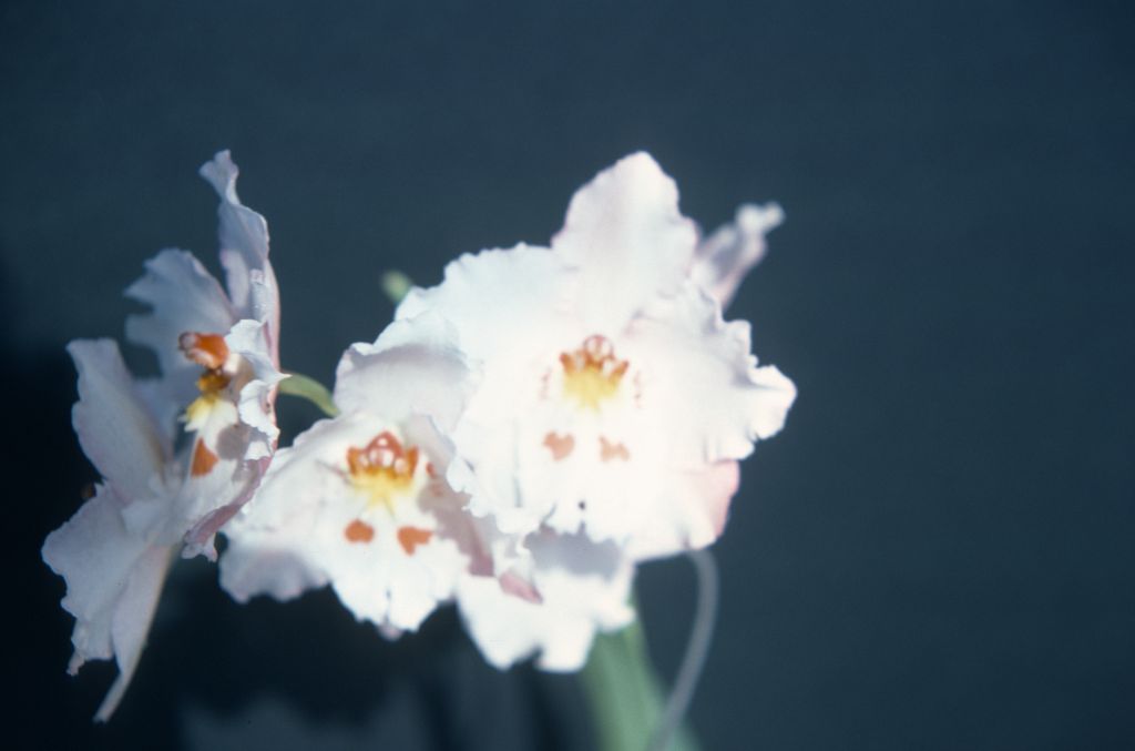 Odontioda Florispum, May 1976, roll 197605H4 slide 11