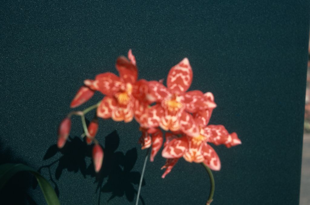 Odontioda Blaze, May 1976, roll 197605H4 slide 7