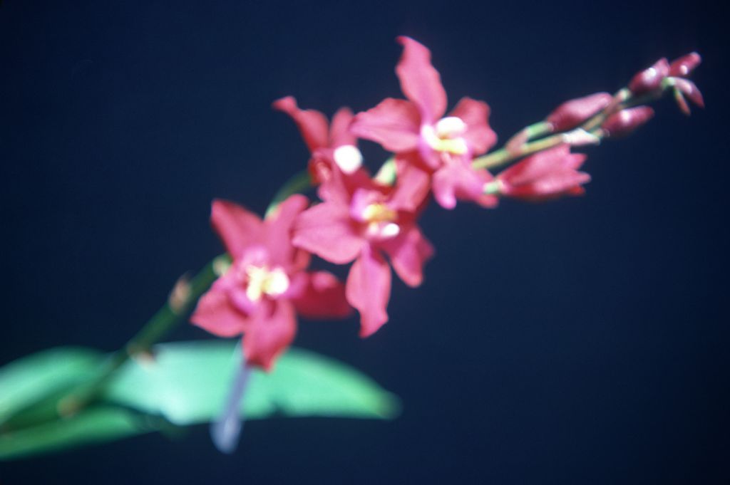 Odontioda Memoria Austin Carlton 'Carimo Red Imp', May 1976, roll 197605H9 slide 15