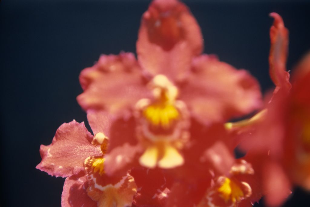 Odontioda Blaze 'Carimo Ruby', May 1976, roll 197605H9 slide 17