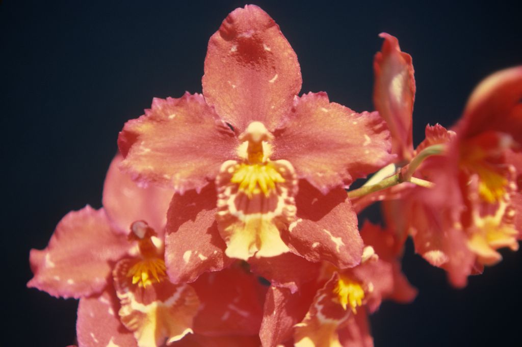 Odontioda Blaze 'Carimo Ruby', May 1976, roll 197605H9 slide 18