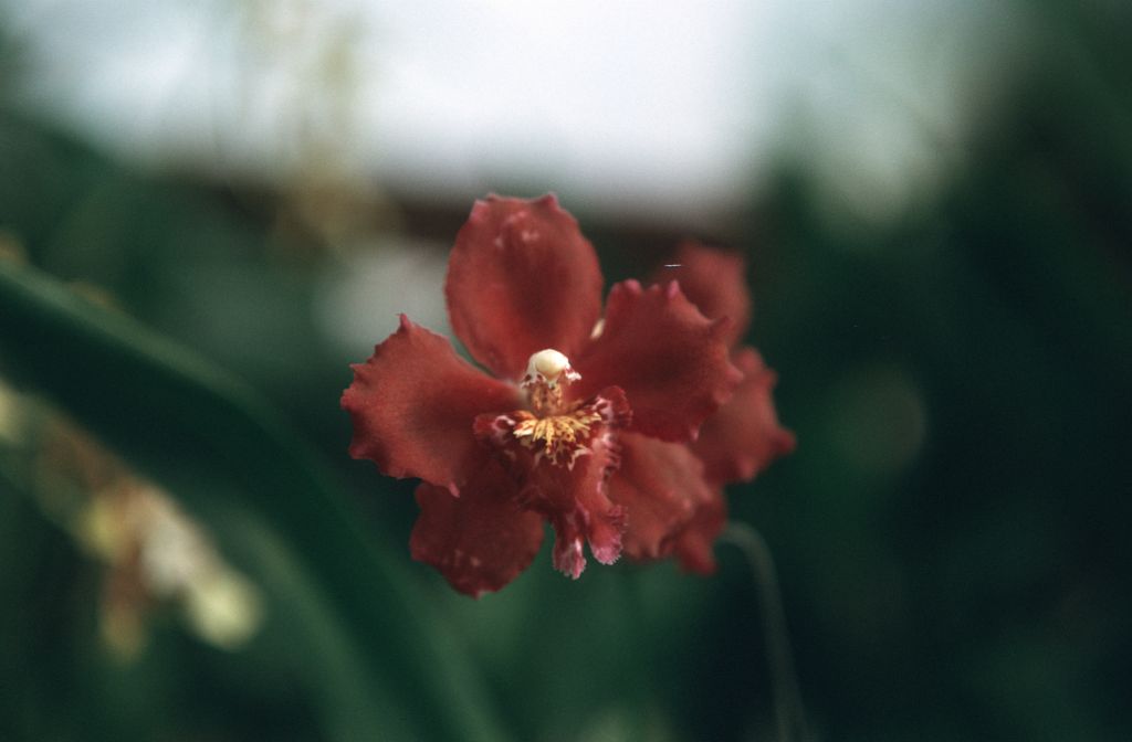 Odontioda San Elijo Gem 'Carimo Ruby', October 1976, roll 197610P1 slide 2