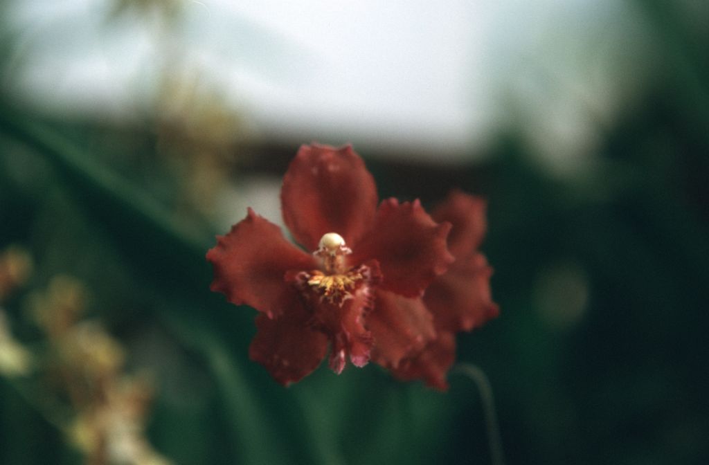 Odontioda San Elijo Gem 'Carimo Ruby', October 1976, roll 197610P1 slide 4