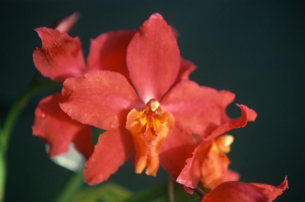 Odontioda Crimson Glory 'Carimo', January 1977, roll 197701H9 slide 14