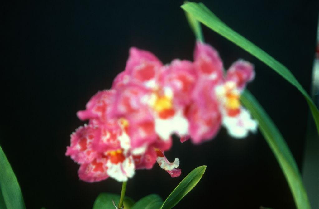 Odontioda Alstir 'Carimo Ruby', February 1977, roll 197702H3 slide 10
