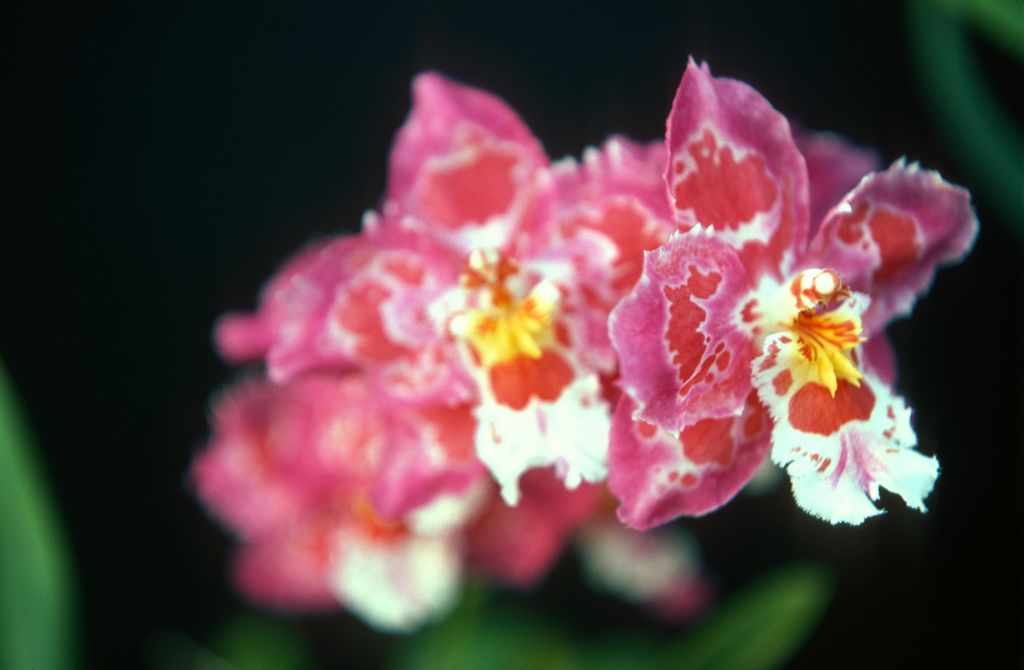 Odontioda Alstir 'Carimo Ruby', February 1977, roll 197702H3 slide 11