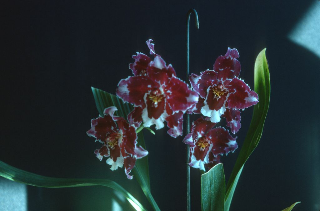 Odontioda Hilary Greatwood 'Carimo Elegance', April 1977, roll 197704H5 slide 17