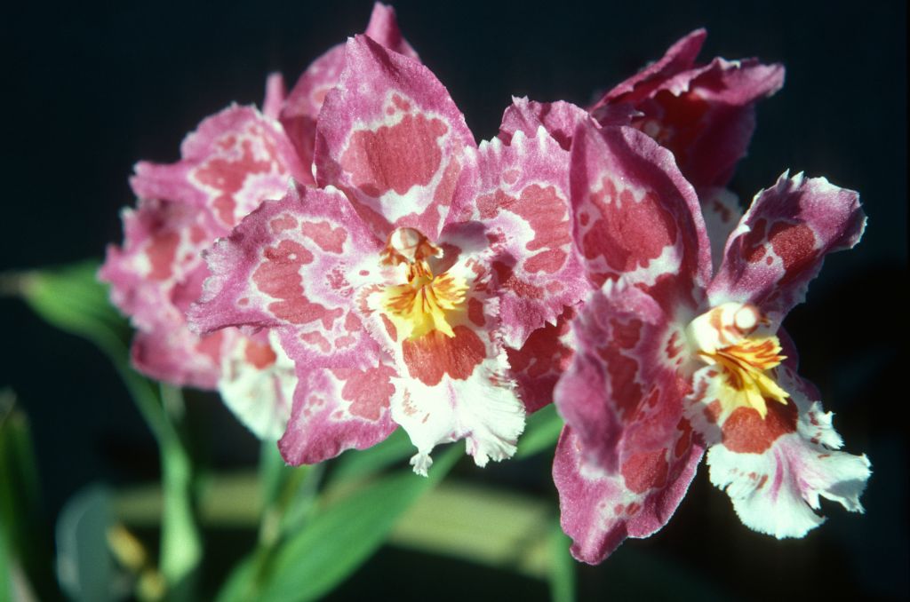 Odontioda Alstir 'Carimo Ruby', April 1977, roll 197704H5 slide 7