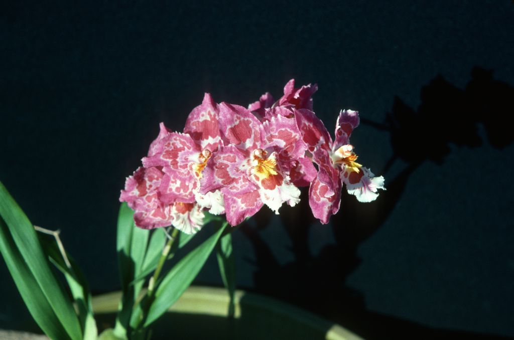 Odontioda Alstir 'Carimo Ruby', April 1977, roll 197704H5 slide 8