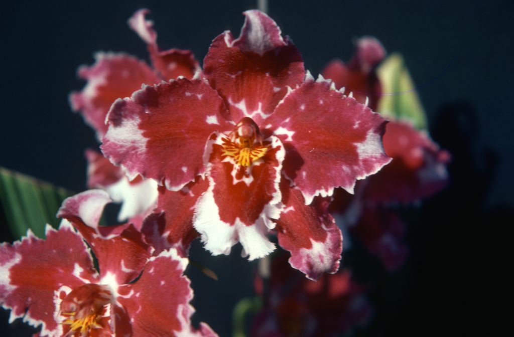 Odontioda Hilary Greatwood, May 1977, roll 197705H2black48 slide 1
